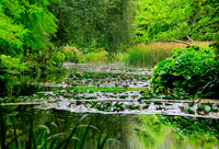Water Garden Longstock 0062