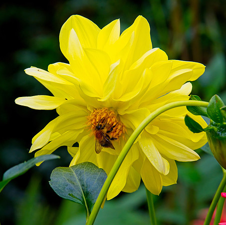 Dahlia, Water Gardens Longstock.0239