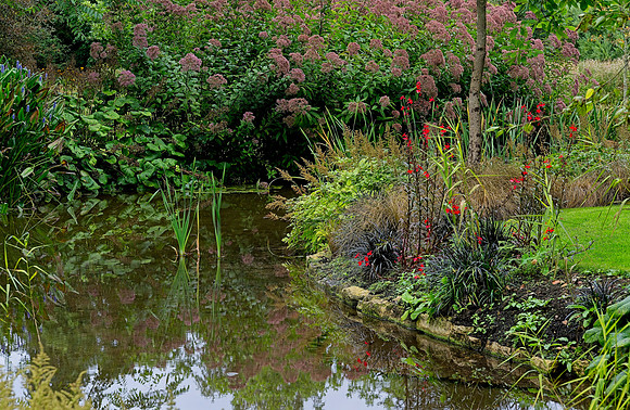 Water Garden Longstock 0176