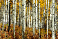 Aspen trees