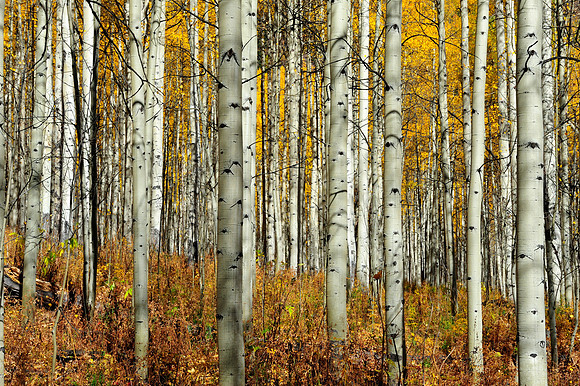 Aspen trees