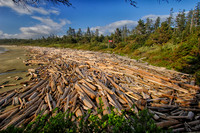 Logs washed ashore