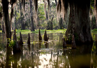 Trees in Lake Martin Swamp