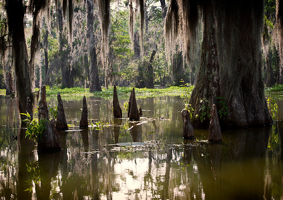 Trees in Lake Martin Swamp