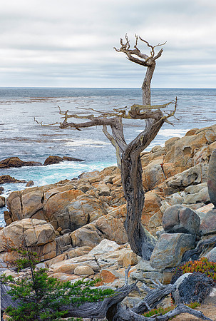 Petrified Tree 17 Mile Drive