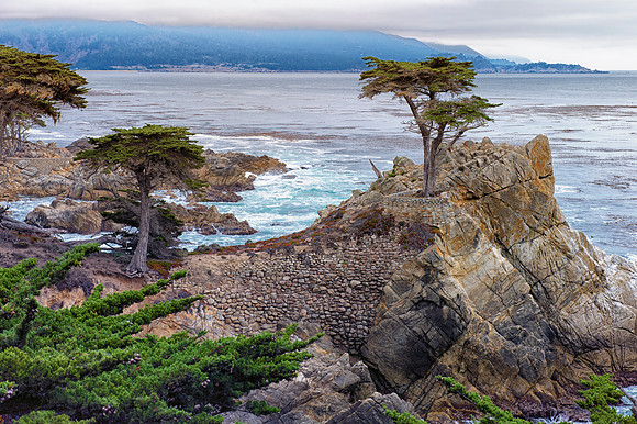 Lone Cypress Tree