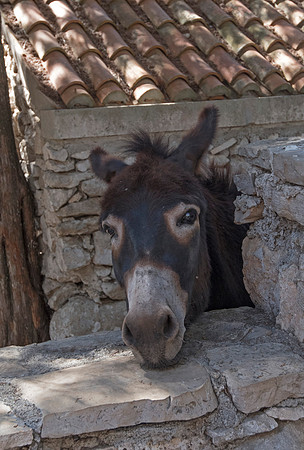 The Donkey at the Monastrey on Mljet