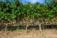 Spain.Rioja.013