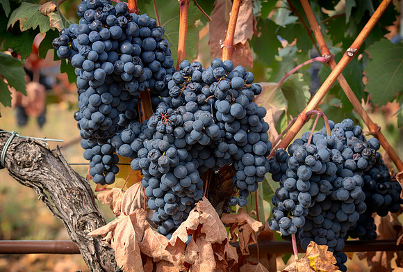 Spain.Rioja.349