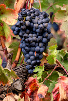 Spain.Rioja.346