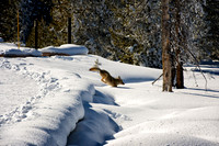 Coyote jumping into snow