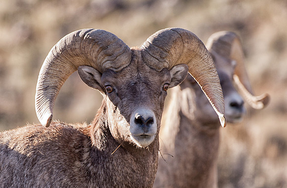 Bighorn sheep