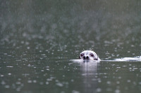 Seal swimming