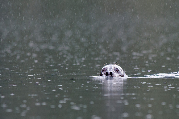 Seal swimming