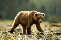 Brown Bear