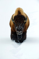 Bison standing in the snow