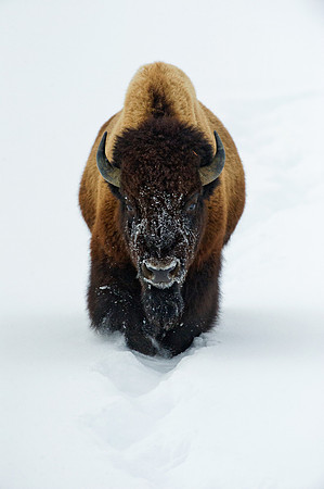 Bison standing in the snow