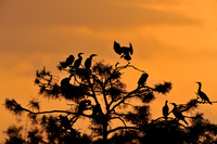 Cormorants nesting at Sunset