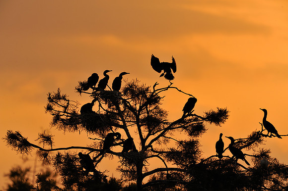 Cormorants nesting at Sunset