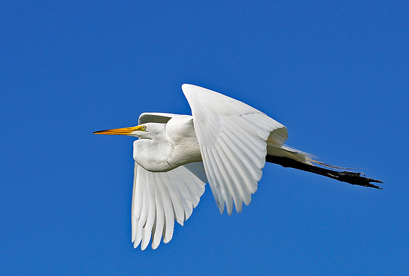 White Egret