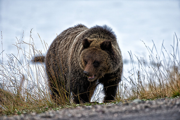 Brown bear in the snow
