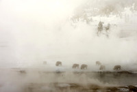 Bison in the mist by Firehole River