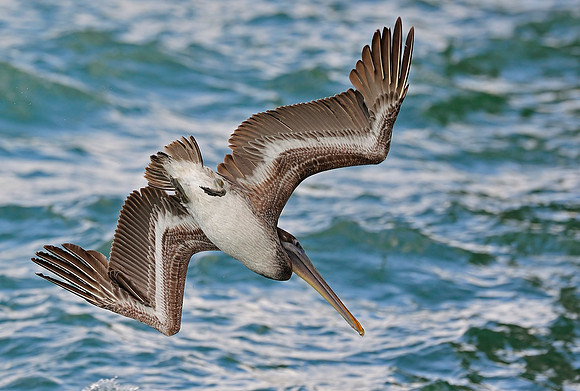 Pelican diving into the sea