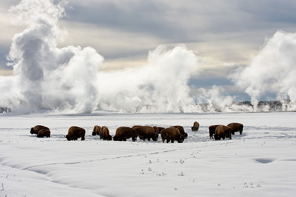 Herd of Bison grazing