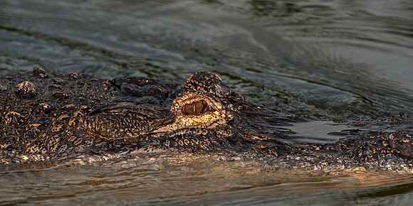 Alligator's eye