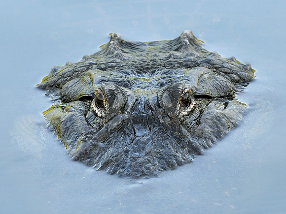 Alligator at Gatorland