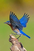 Eastern Bluebird