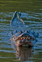 Alligator showing it's teeth
