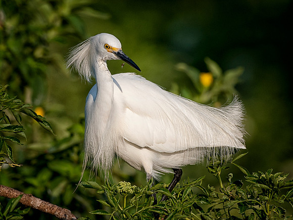 Great White Egret