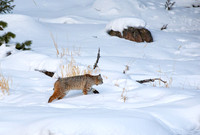 Bobcat by Madison River