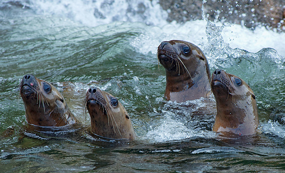 Northern fur seals
