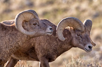 Bighorn sheep