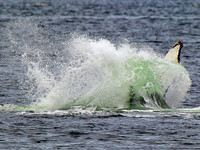 Humpback Whale fin splashing