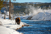 Bison grazing in the snow