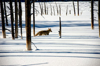 Coyote in the snow