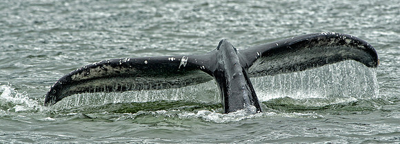 Tail of Humpback whale