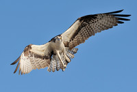 Osprey hovering