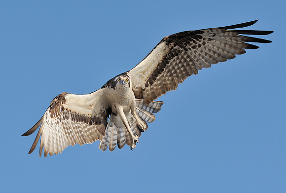 Osprey hovering