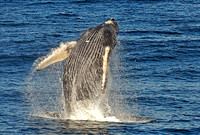Humpback whale breaching