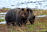 Brown bears in the snow