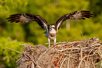 Osprey on nest