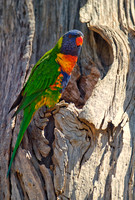 Red-collared Lorikeet