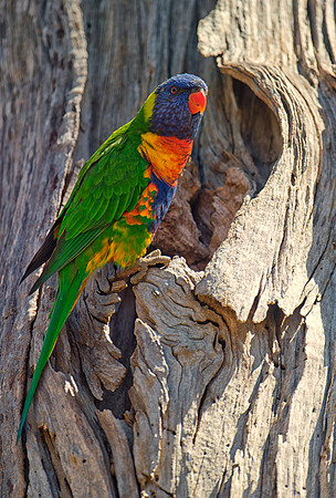 Red-collared Lorikeet
