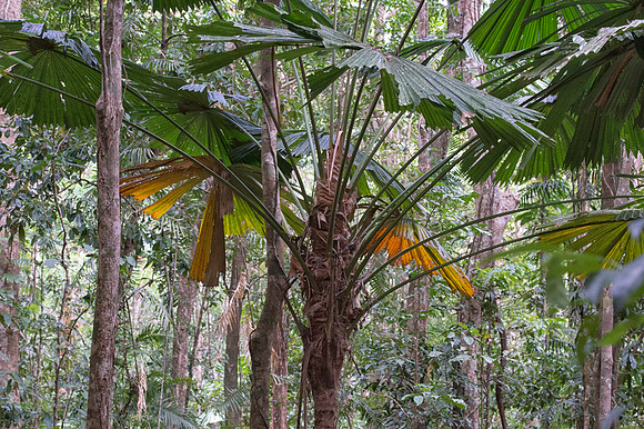 Daintree rain forest