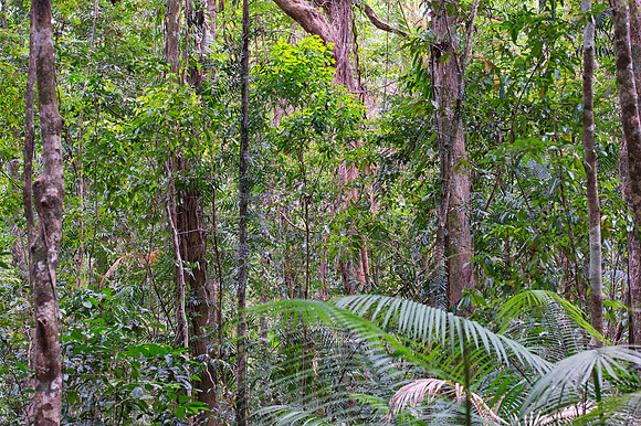 Daintree Rain forest