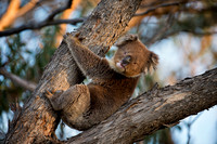 Koala Bear